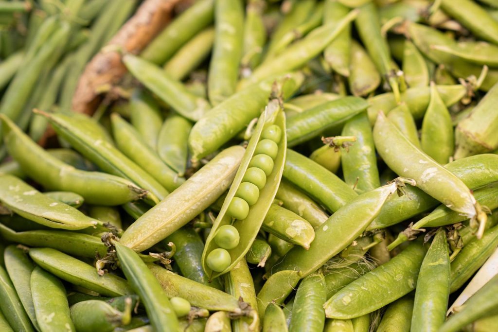 Plant-Based Protein Benefits