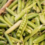 Plant-Based Protein Benefits